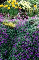 Spring border by wall at Great Dixter. Aubretia, Bergenia stracheyi, Primula vulgaris and Narcissus 'Jetfire'