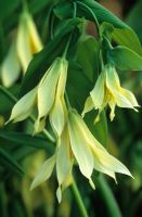 Uvularia grandiflora pallida