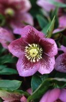 Helleborus x hybridus 'Ashwood Garden Hybrids'