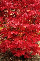 Acer palmatum 'Osakazuki' - Japanese Maple