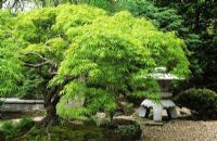 Acer palmatum 'Dissectum' and Pinus mugo 'Pumilo' with wind temple statue and rocks at John P Humes Japanese Stroll Garden, Hempsted, New York