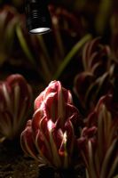 Growing Forced Cichorium - Chicory 'Rossa di Treviso' illuminated by torchlight in the chicory forcing shed at Audley End