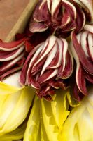 Forced Cichorium - Chicory 'Witloof' and 'Rossa di Treviso'