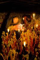 Harvesting Rhubarb 'Timperley Early' by candelight in the forcing shed at Oldroyds, Yorkshire 