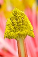 Forced rhubarb 'Timperley Early' - Rheum rhubarbarum