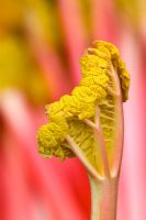 Forced rhubarb 'Timperley Early' - Rheum rhubarbarum
