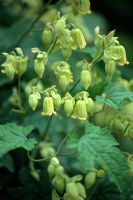 Clematis rehderiana - Vigorous, late-flowering climber with panicles of single yellow flowers with cow-slip scent

