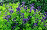 Baptisia australis