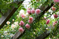 Rosa 'Paul Transom' climbing over pergola