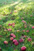 Windfall apples beneath trees at traditional cider apple orchards - Burrow Hill Farm, Somerset 