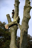 Man lowering part of tree trunk with rope 