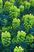 Euphorbia characias subsp. wulfenii 'Lambrook Gold'