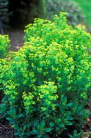 Euphorbia robbiae