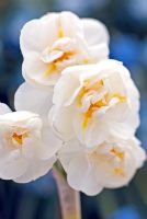 Narcissus 'Bridal Groom'