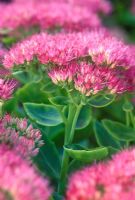 Sedum spectabile 'Brilliant'