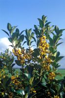 Ilex aquifolium 'Bacciflava', syn. Ilex aquifolium 'Fructo Luteo'