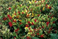 Leaf chlorosis on leaves of Skimmia japonica 'Nymans'