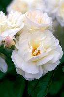 Rosa 'Prosperity' flowering in June