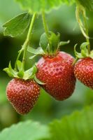 Strawberry 'Florence' - Fragaria