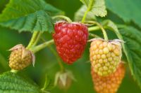 Raspberry 'Autumn Bliss' - Rubus idaeus