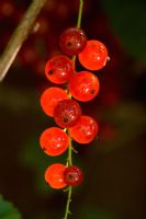 Ribes rubrum - Redcurrant 'Junifer'  