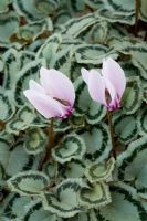 Cyclamen graecum