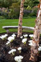Curved wooden bench seat forming circle around Betula nigra 'Heritage' trees with Colchicum speciosum album and Ophiopogon planiscapus 'Nigrescens' 