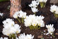 Colchicum speciosum album planted with Ophiopogon planiscapus 'Nigrescens'