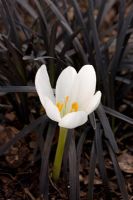 Colchicum speciosum album planted with Ophiopogon planiscapus 'Nigrescens'