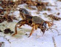 Gryllotalpa gryllotalpa - Mole cricket