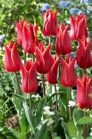 Tulipa 'Lilystar'