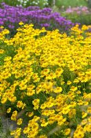 Helenium autumnale 'Pumilum Magnificum'