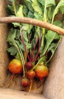 Beta vulgaris var. conditiva - Beetroot Colourful vegetables in a wooden trug at Perch Hill - Beetroot 'Pronto' and 'Burpee's Golden'