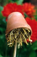 Earwig trap. Upturned terracotta pot filled with straw on top of cane to protect dahlias from damage. 