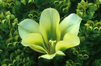 Tulipa 'Spring Green' with Euphorbia x martinii