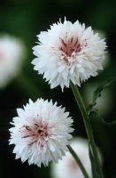 Centaurea cyanus alba - white cornflower