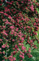 Crataegus 'Paul's Scarlet' - Hawthorn in blossom
