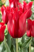 Tulipa 'Red Shine'