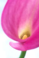 Zantedeschia 'Rubylite Rose'