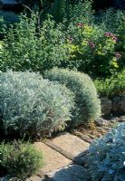 Grey leaved drought tolerant shrubs - Corfu 