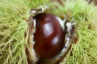 Castanea sativa - Sweet chestnut 