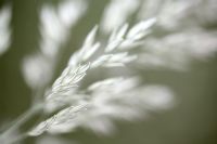 Holcus lantus - Yorkshire Fog Grass 