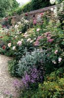 Mixed border with roses and herbaceous plants including Penstemon, stachys, Rosa 'English Miss', Rosa 'President de Seze' - Mount Prosperous, Hungerford, Berkshire