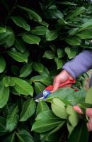 Using secateurs to trim back laurel hedge