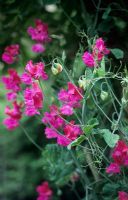 Lathyrus odoratus - Sweet peas