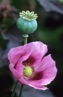 Papaver somniferum - Opium Poppy