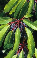 Daphniphyllum macropodum syn. D himalense subsp. macropodum