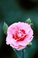 Dianthus 'Doris' - Carnation