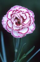 Dianthus 'Gran's Favourite' - Carnation
