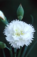 Dianthus 'Devon Dove' - Carnation
